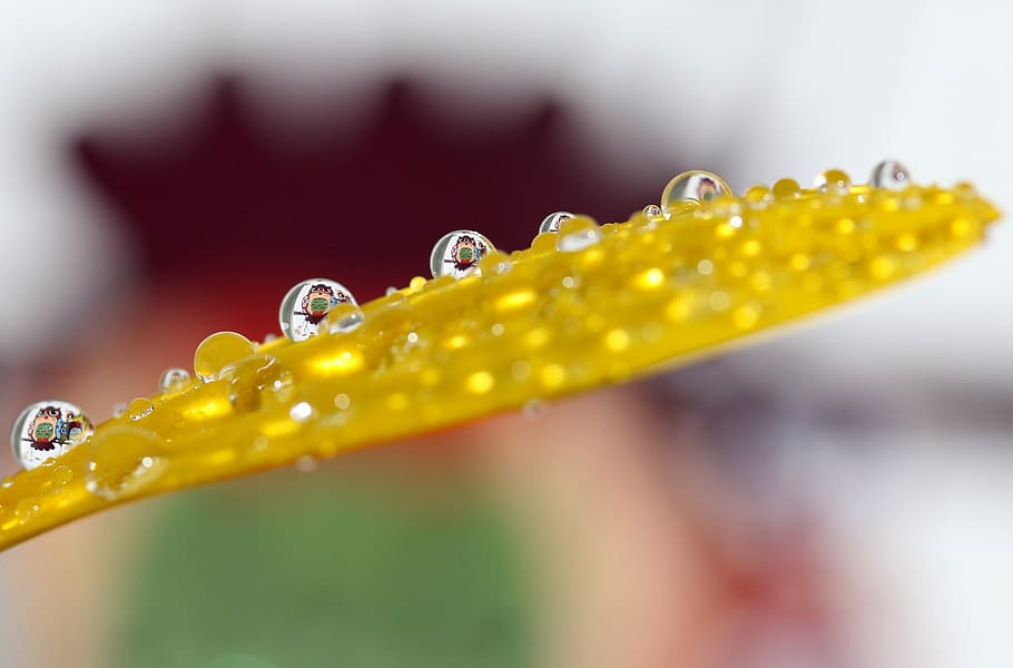 owl, drops, macro, refractive, petal, yellow, water, close-up HD wallpaper