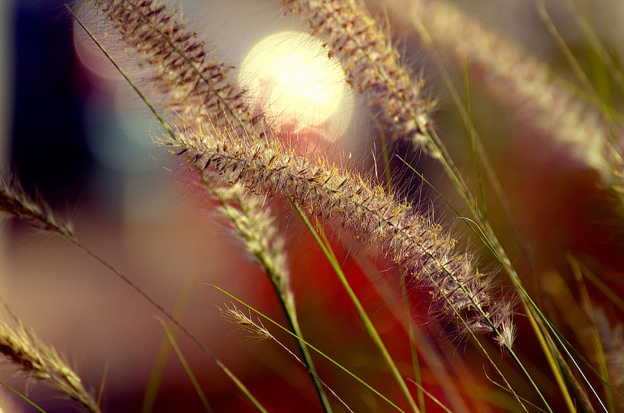seed, nature, wheat, growth, field, flora, summer, grass, outdoors HD wallpaper