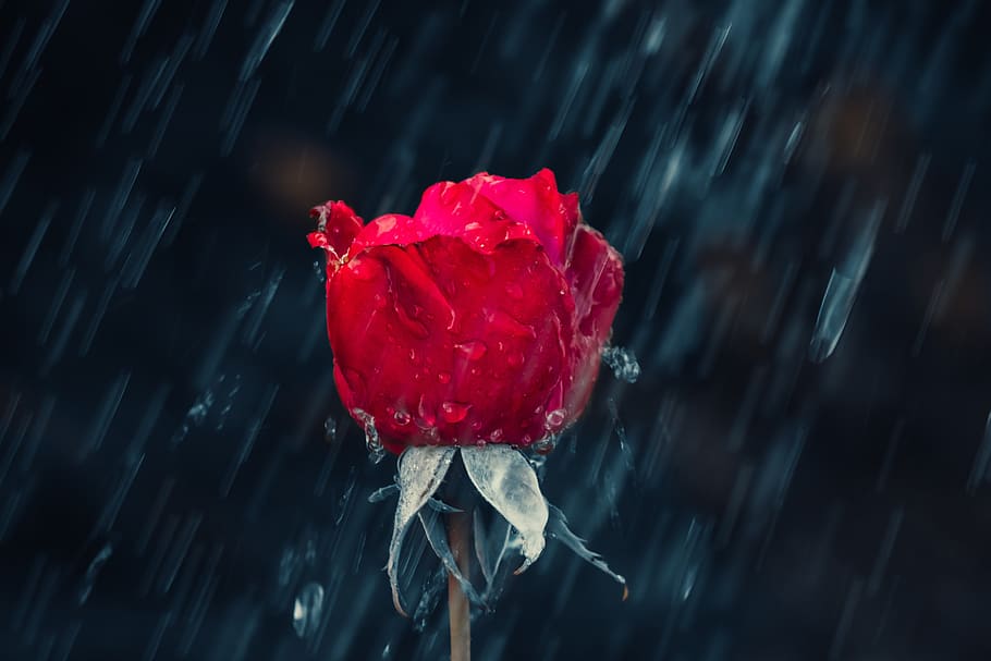 rose, red, drip, rain, leaf, wet, raindrop, nature, drop of water HD wallpaper