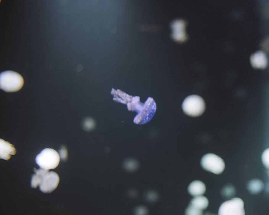 jellyfish under water, no people, nature, sea, shape, marine HD wallpaper