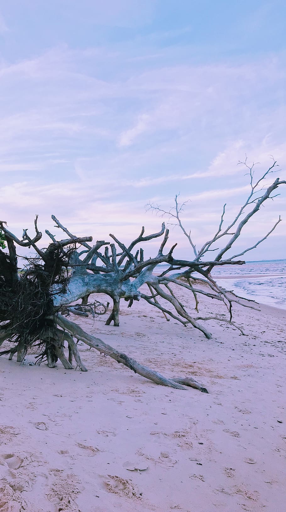 tree, fallen tree, be, trees, landscape, woods, beach, sky HD wallpaper