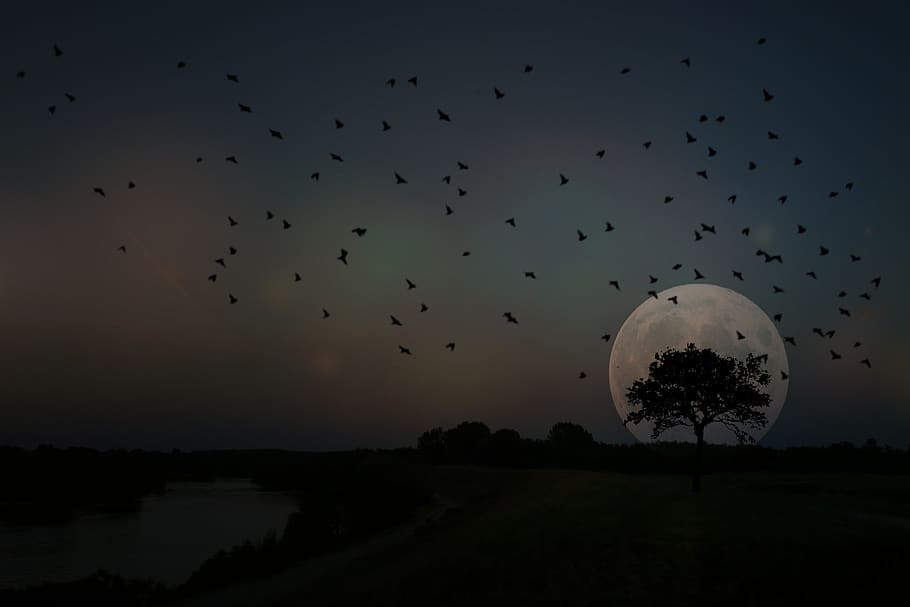 full moon, tree, birds, landscape, night, fantasy, dream, sky HD wallpaper
