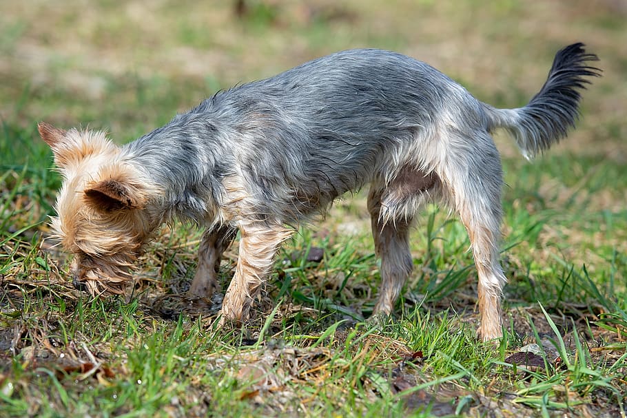 dog, out, water, small, garden, meadow, grass, small dog, yorkshire terrier HD wallpaper