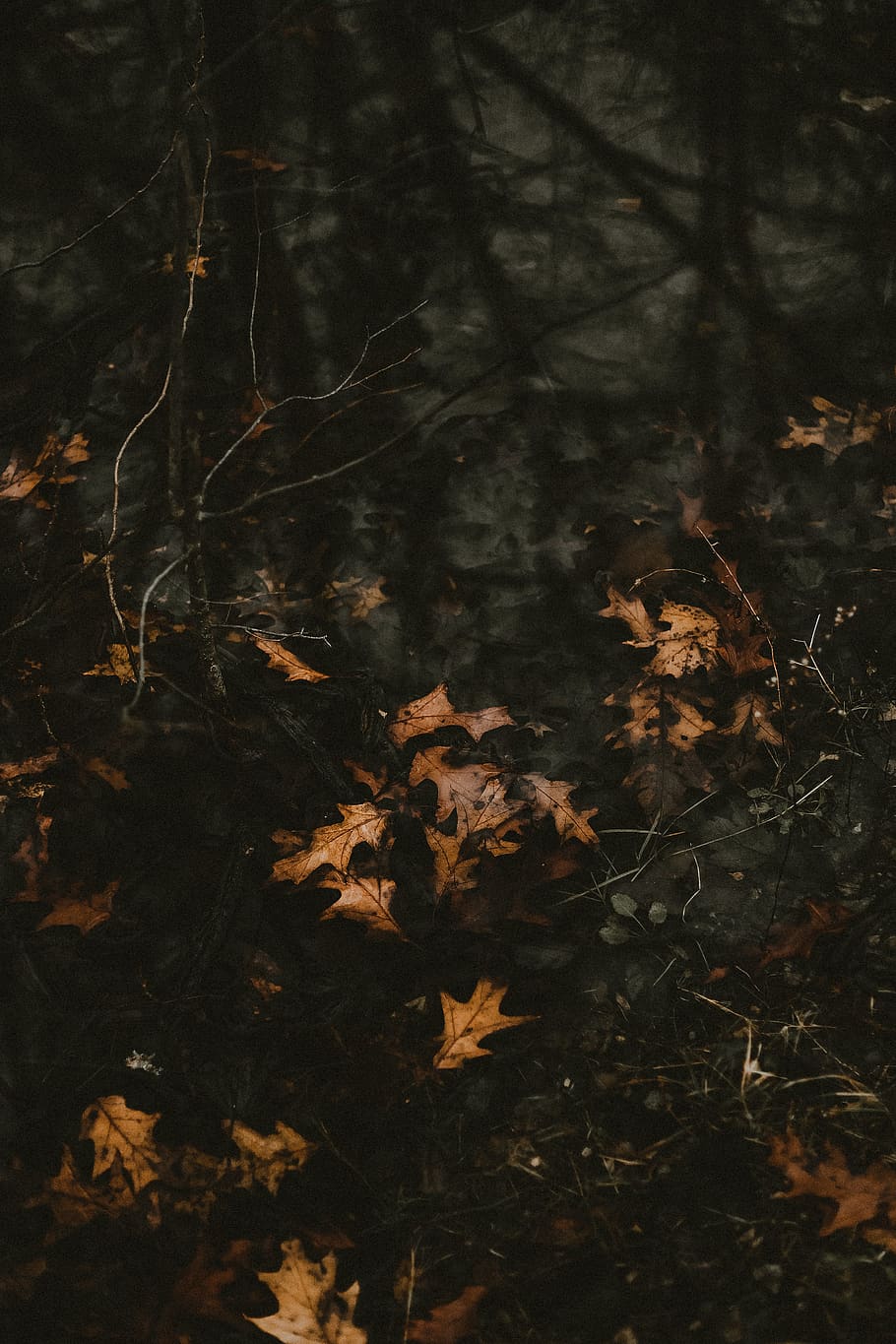 brown dried leaves, leaf, plant, tree, maple, maple leaf, painting HD wallpaper