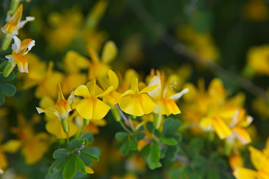 beautiful, blossom, bright, bunch, closeup, detail, flora, floral HD wallpaper