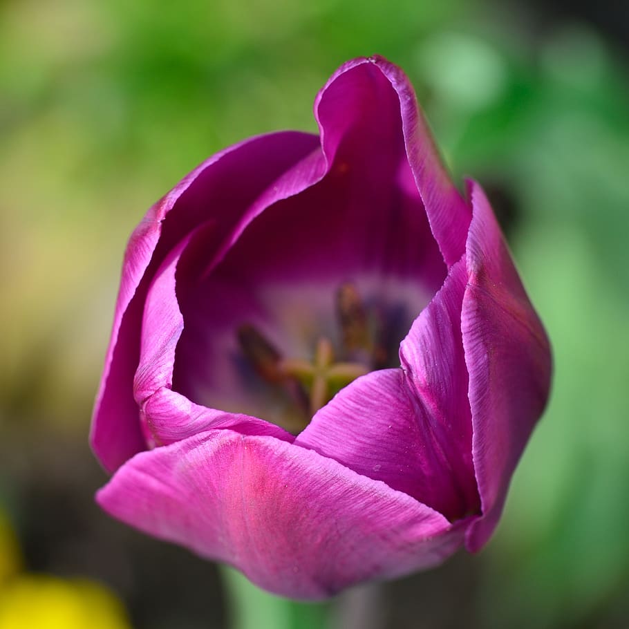 Purple Tulip Flower Selective Focus Photography, bloom, blossom HD wallpaper