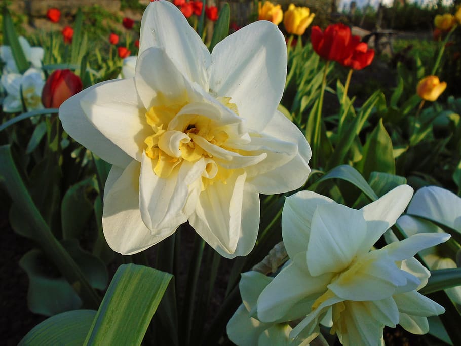 ukraine, spring, daffodil, closeup, yellow, nature, green, grey HD wallpaper