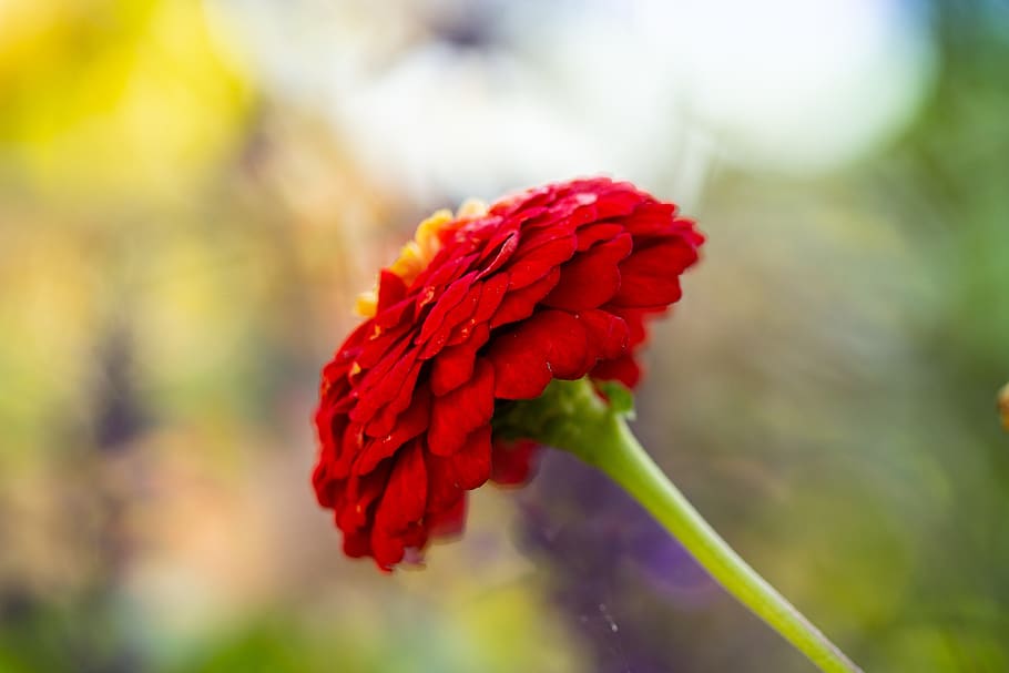 flower, red, macro, close up, beauty, roses, color, spring HD wallpaper