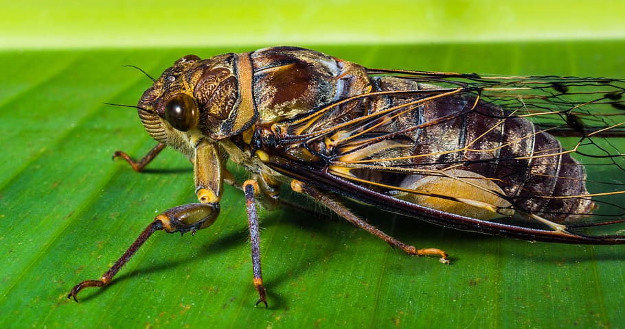 Brown and Black Cicada Perching on Green Leaf, animal, close HD wallpaper