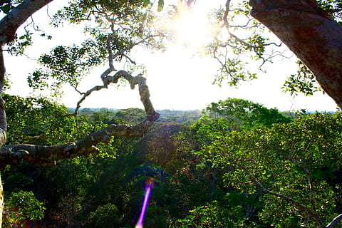 peru, madre de dios, amazon, jungle, trees, canopy, plant, growth HD wallpaper