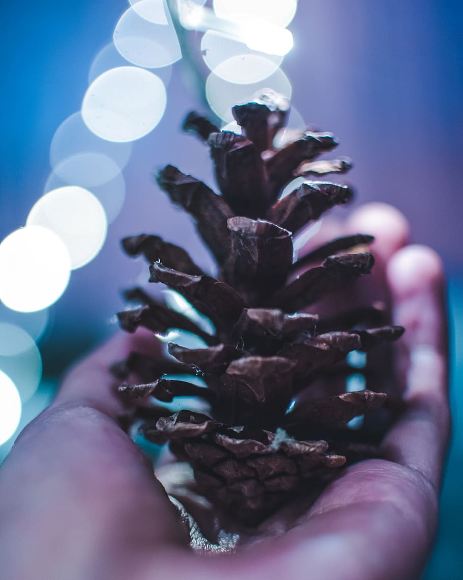 pine, cone, bokeh, fresh, dope, lights, night, stars, forest HD wallpaper