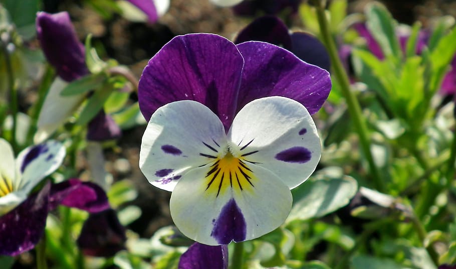pansy, flower, blooming, colored, garden, nature, closeup, the petals HD wallpaper