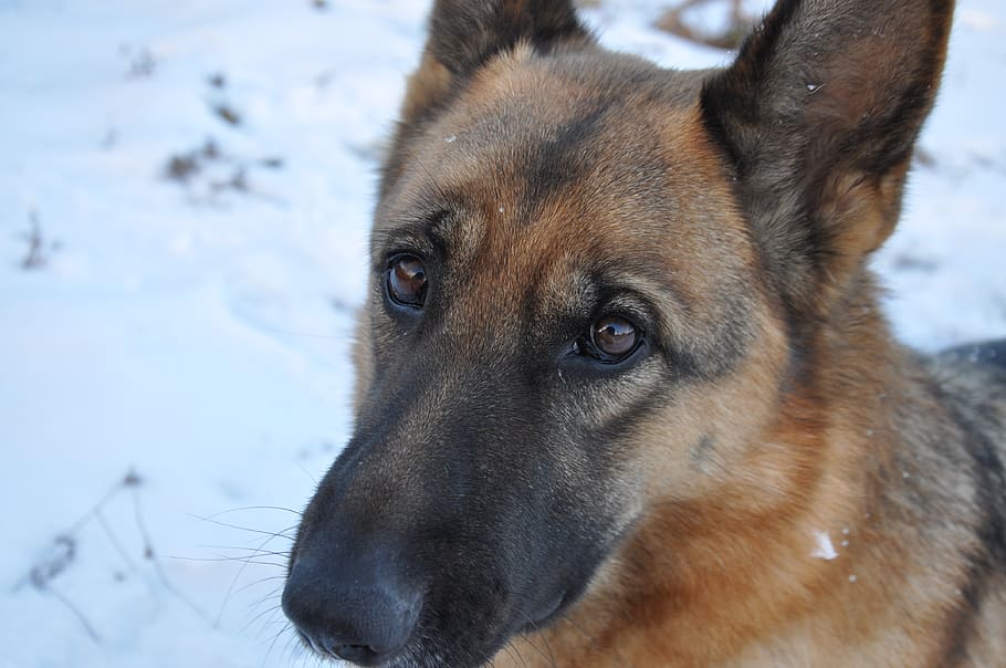 dog, training, snow, pet, shepherd, nose, animal, mammal, smart HD wallpaper
