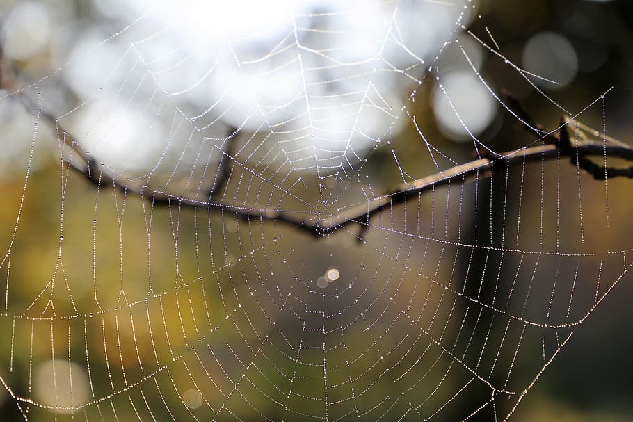 morning, spider net, cobweb, branch, drops, condensation, water HD wallpaper