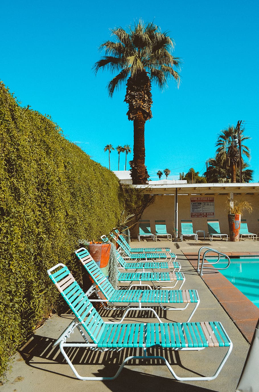 palms, pool, chill, colors, blue sky, tree, palm tree, plant HD wallpaper