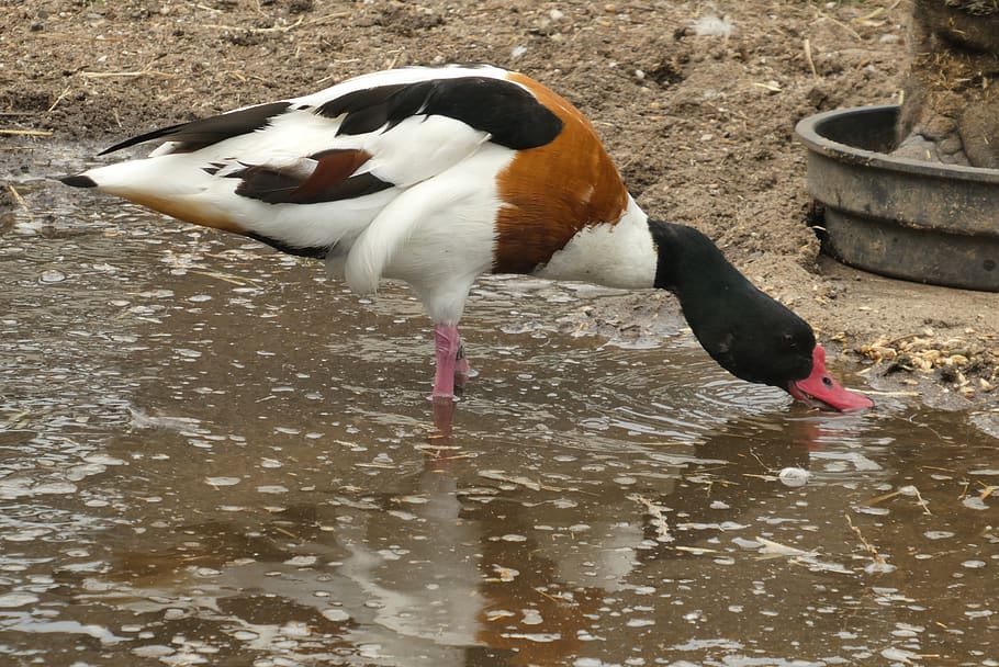 common, waterfowl, halfgans, bird, outdoor, plumage, beak, park HD wallpaper
