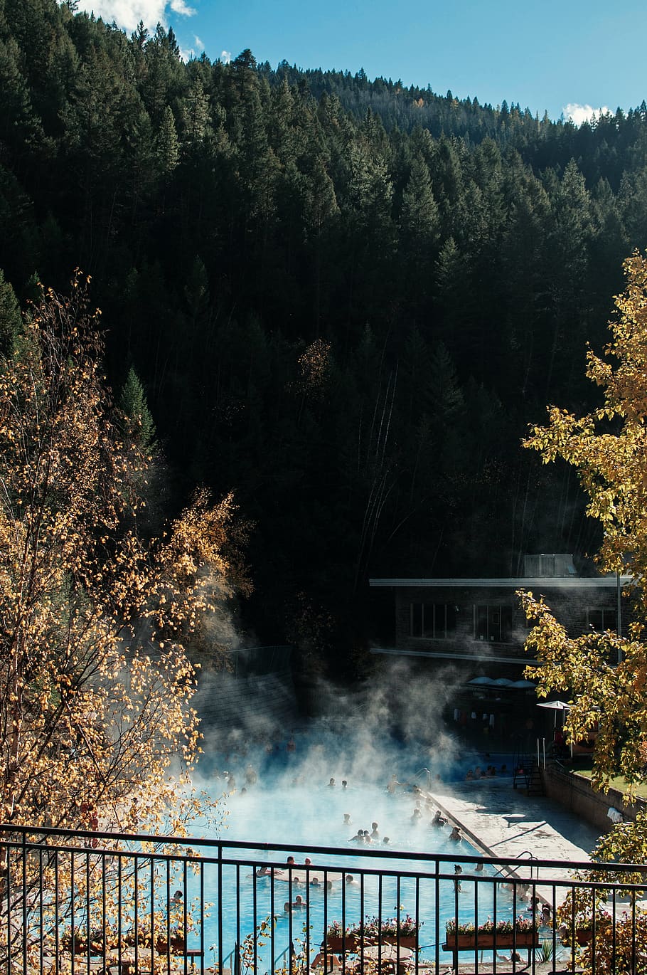 canada, radium hot springs, hotsprings, explore, bc, tree, plant