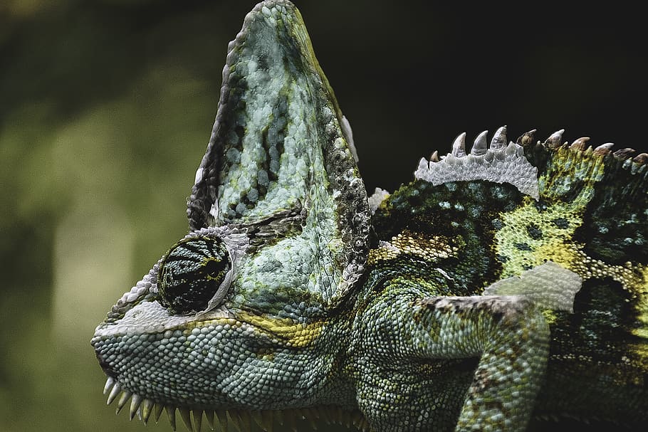 wildlife photo of green and white chameleon, lizard, animal, iguana, HD wallpaper