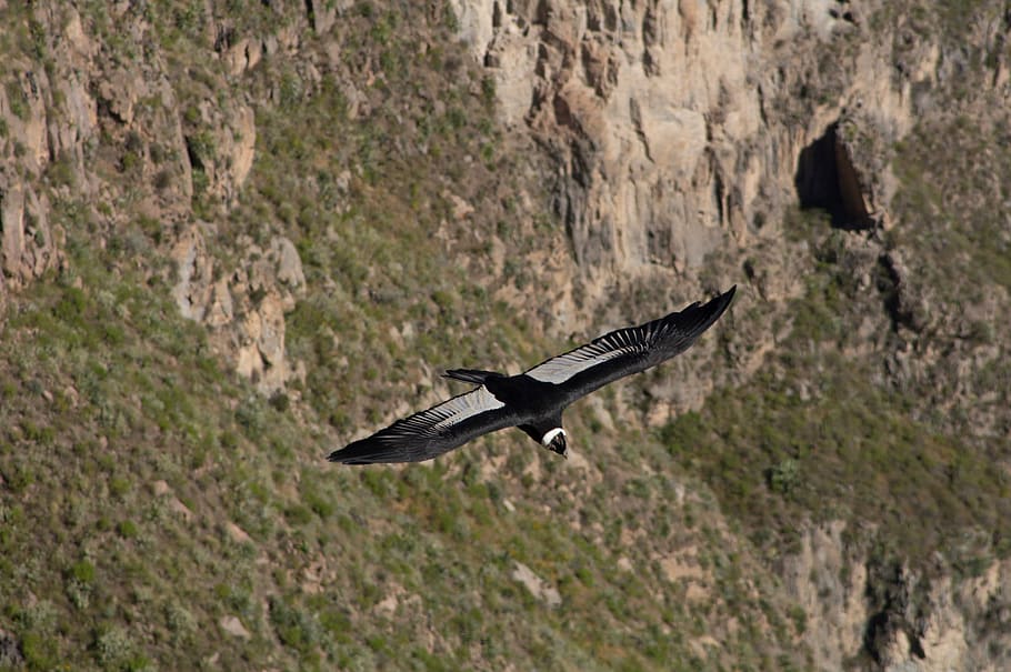 condor, bird, animal, wildlife, canyon, colca canyon, outdoors, HD wallpaper