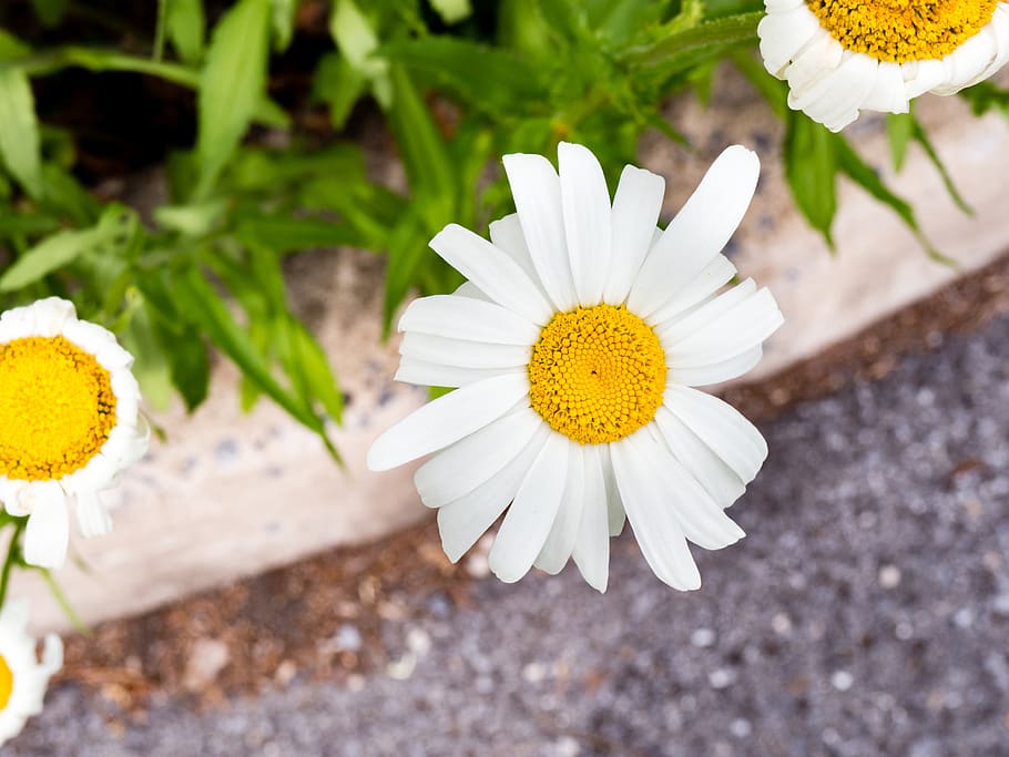 white, flower, yellow, sidewalk, flowering plant, fragility HD wallpaper