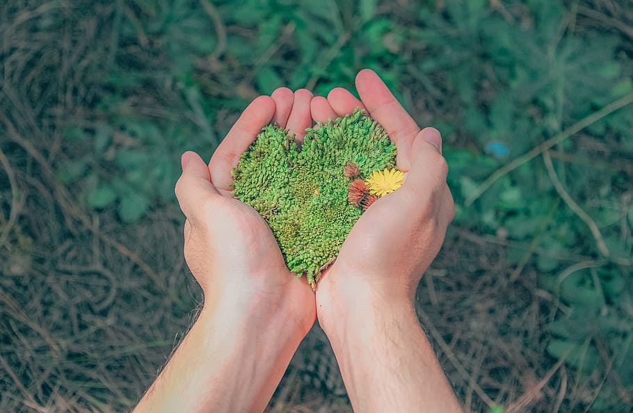 Person Holding Green Grains, daylight, environment, flora, grass HD wallpaper