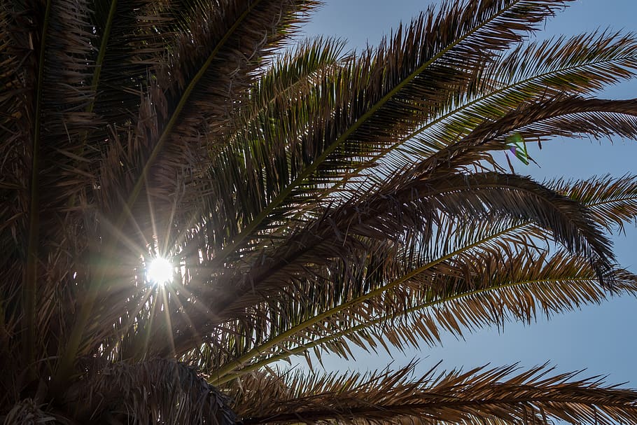 light, flare, tree, plant, palm tree, arecaceae, sunlight, summer HD wallpaper