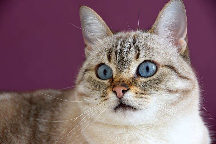 cat, cute, look, blue, feline, fur, portrait, animals, eyes HD wallpaper