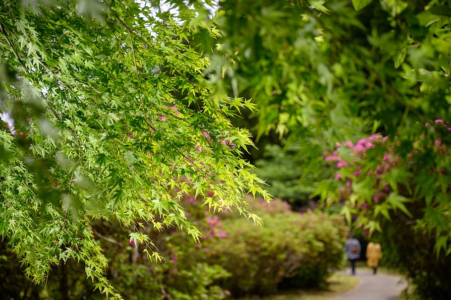 leaf, plant, tree, human, person, maple, outdoors, grass, tree trunk HD wallpaper