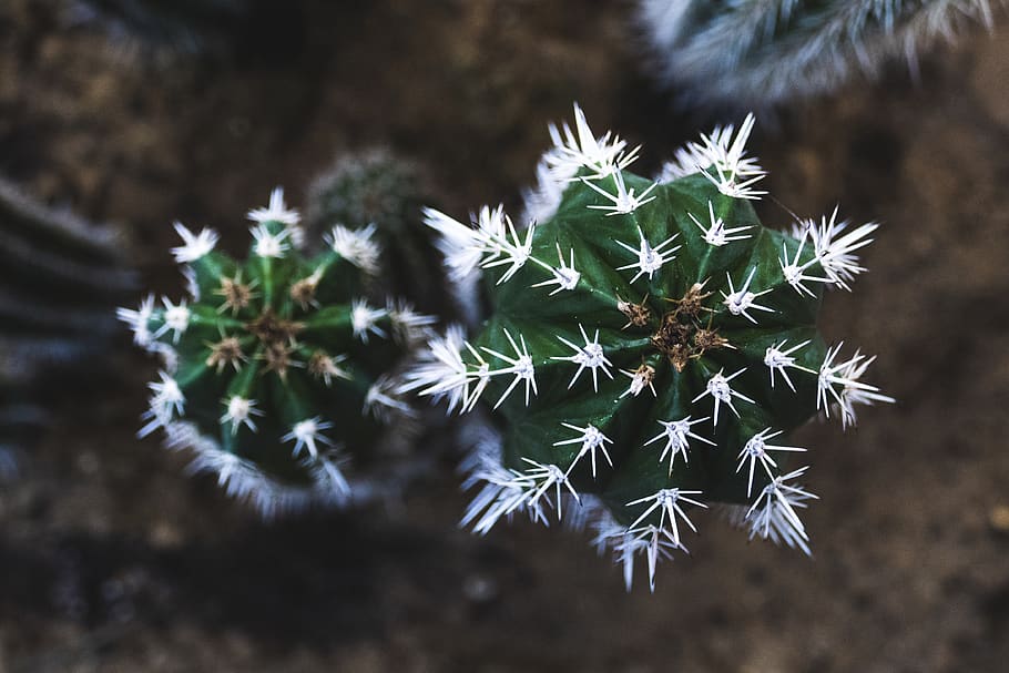 green cacti with white flower, plant, cactus, moss, tree, leaf HD wallpaper