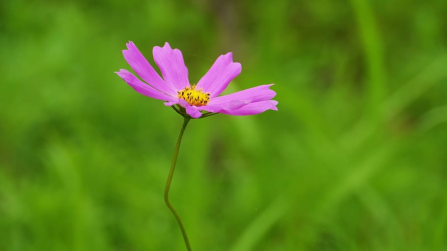 cosmos, plants, nature, leaf, summer, the nature of the, korea HD wallpaper