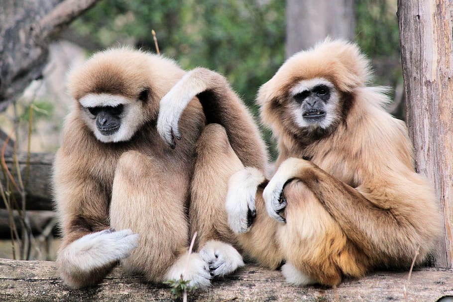 two brown monkeys sitting on brown tree, mammal, group of animals HD wallpaper