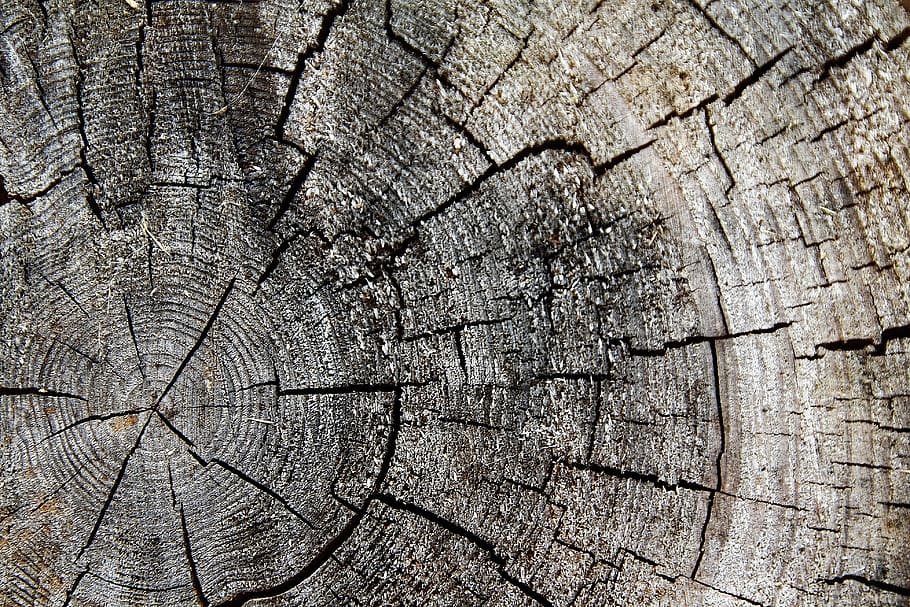 wood, tribe, tree, log, nature, annual rings, old, structure HD wallpaper