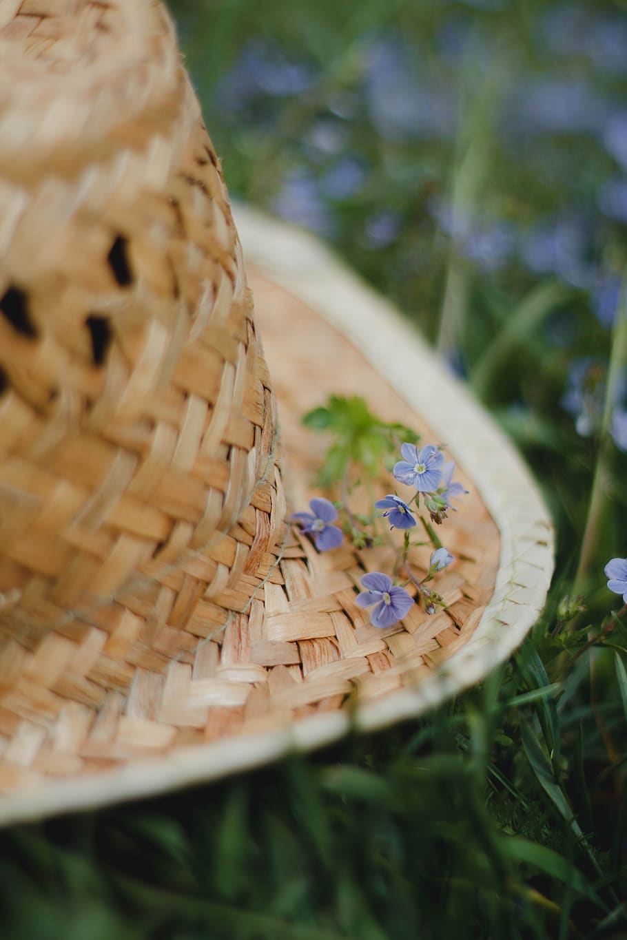 flowers, grass, meadow, herbs, purple, bloom, summer, provence HD wallpaper