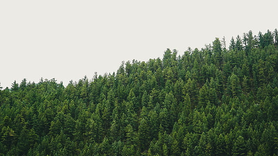 trees during cloudless sky, plant, pine, abies, fir, conifer HD wallpaper