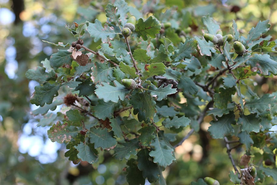 oak, tree, nature, autumn, leaves, acorn, green, branch, plant HD wallpaper