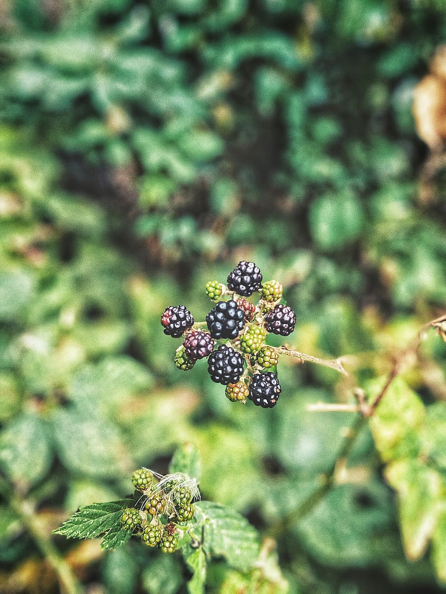 plant, fruit, food, raspberry, chile, t-830, la unión, blueberry HD wallpaper