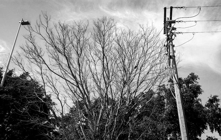 tree, utility pole, urban, vegetation, plant, outdoors, nature HD wallpaper
