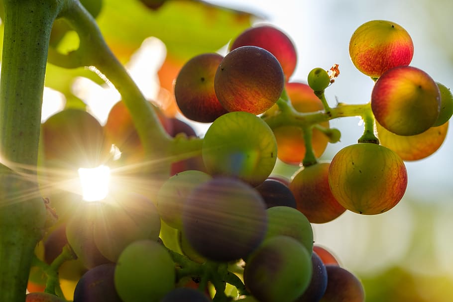 grapes, sun, sunbeam, fruit, vines, rebstock, wine, sugar, fructose, HD wallpaper
