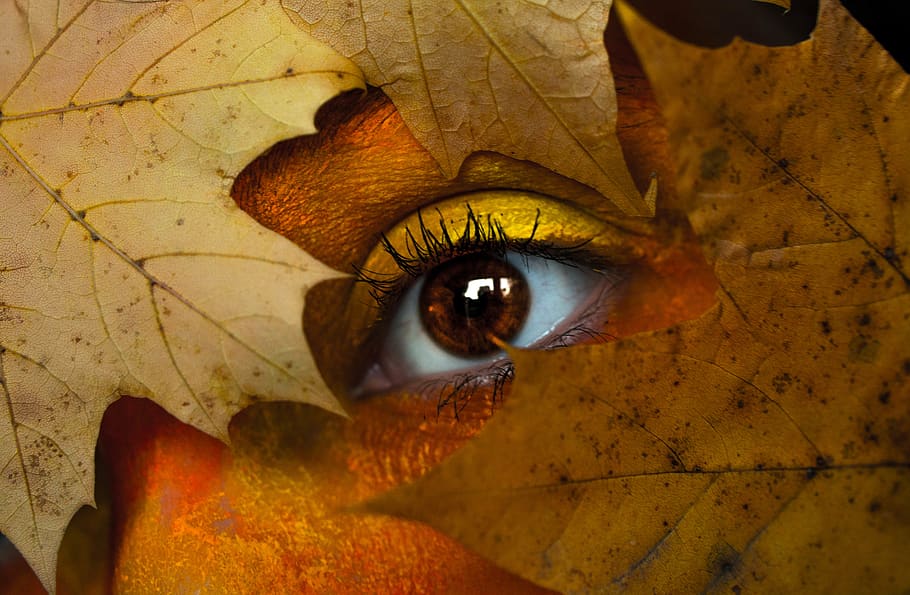 Brown Maple Leaf With Person's Eye, close-up, color, coloring HD wallpaper