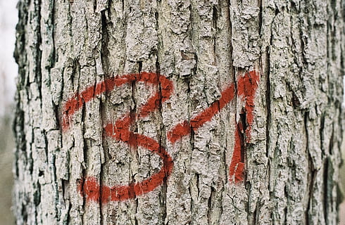 tree, plant, tree trunk, wood, text, leaf, number, 35mm, wooden HD wallpaper