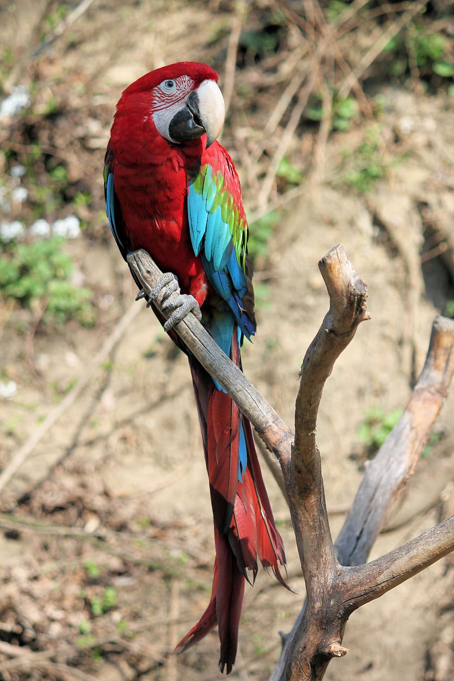 parrot, ara, bird, feather, colored, arakanga, macao, beak, HD wallpaper