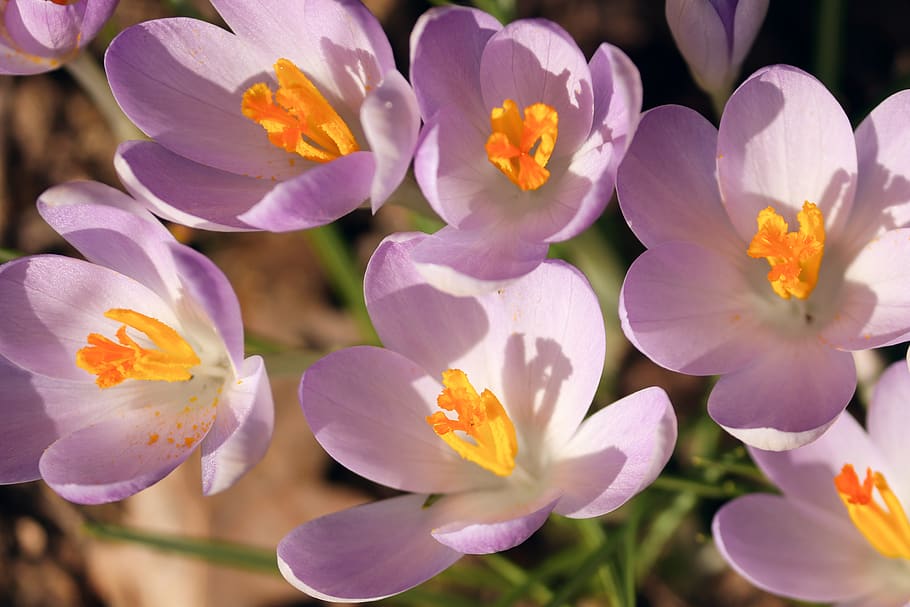 crocus, spring, lenz, early bloomer, violet, garden, field HD wallpaper
