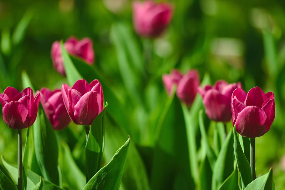 tulips, pink, spring, flowers, flowering plant, beauty in nature HD wallpaper