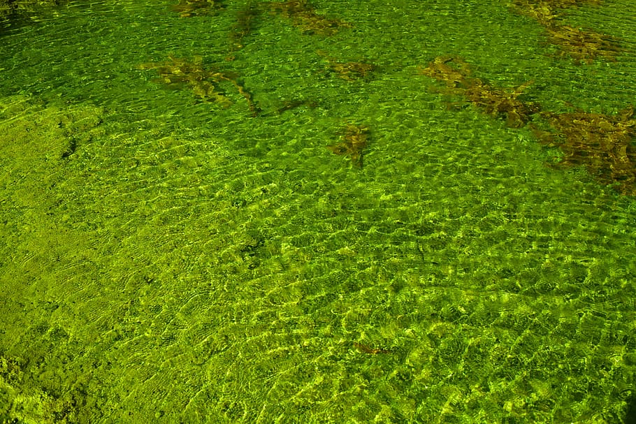 plant, grass, moss, algae, green, water, vegetation, tree, nature HD wallpaper