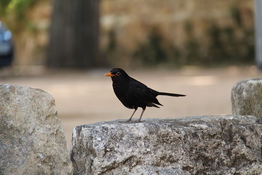 nature, animals, crow, black, yellow beak, bird, animal themes HD wallpaper