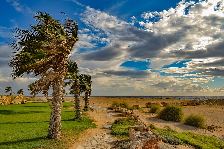 palm trees, wind, path, landscape, nature, windy, sky, clouds HD wallpaper