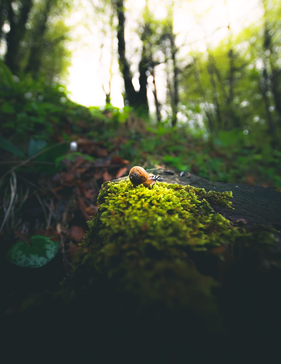 plant, moss, leaf, animal, invertebrate, vegetation, bird, agaric HD wallpaper