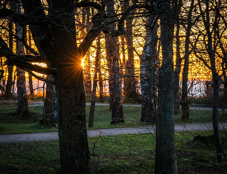 Golden Hour Trees and Pathway Long Exposure Photography, backlit HD wallpaper