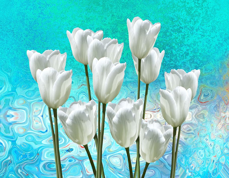 tulips, nature, spring, flowers, plant, spring flower, deco HD wallpaper