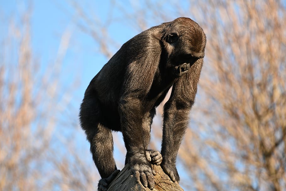 chimpanzee, zoo, monkey, eyes, mammal, nature, one animal, animal themes HD wallpaper